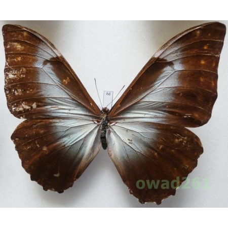 Morpho telemachus (Linnaeus, 1758) Peru 115mm6d